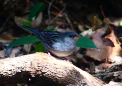 P1760593：クロジ_R