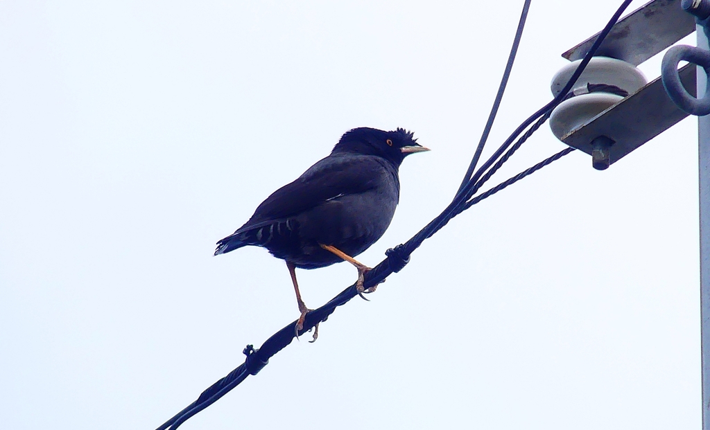 P4490264：ハッカチョウ_R