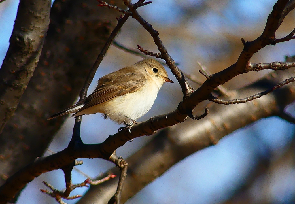 P4580061：ニシオジロビタキ_R