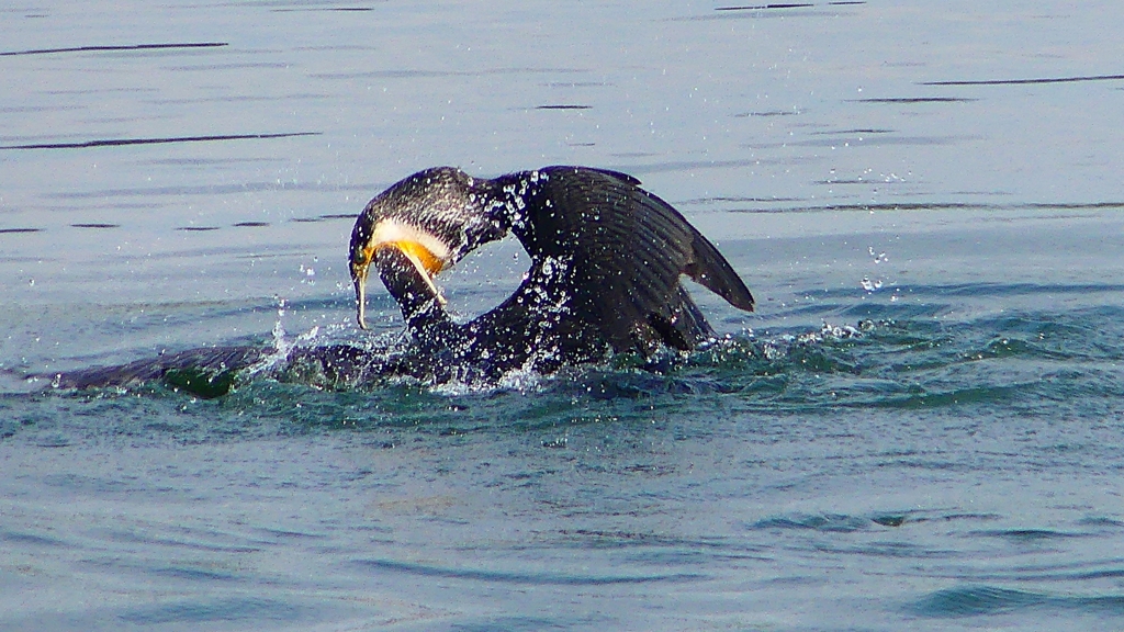 P1110821：カワウのバトル_R