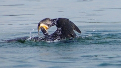 P1110821：カワウのバトル_R