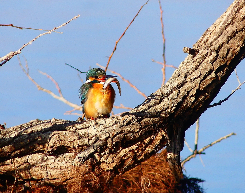 P3760533：カワセミ（メス）_R