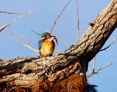 P3760533：カワセミ（メス）_R