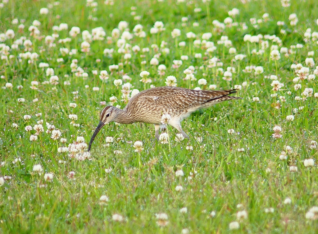 P4080593：チュウシャクシギ_R