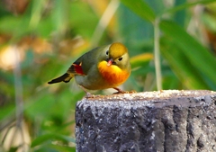 P1520429：ソウシチョウ_R