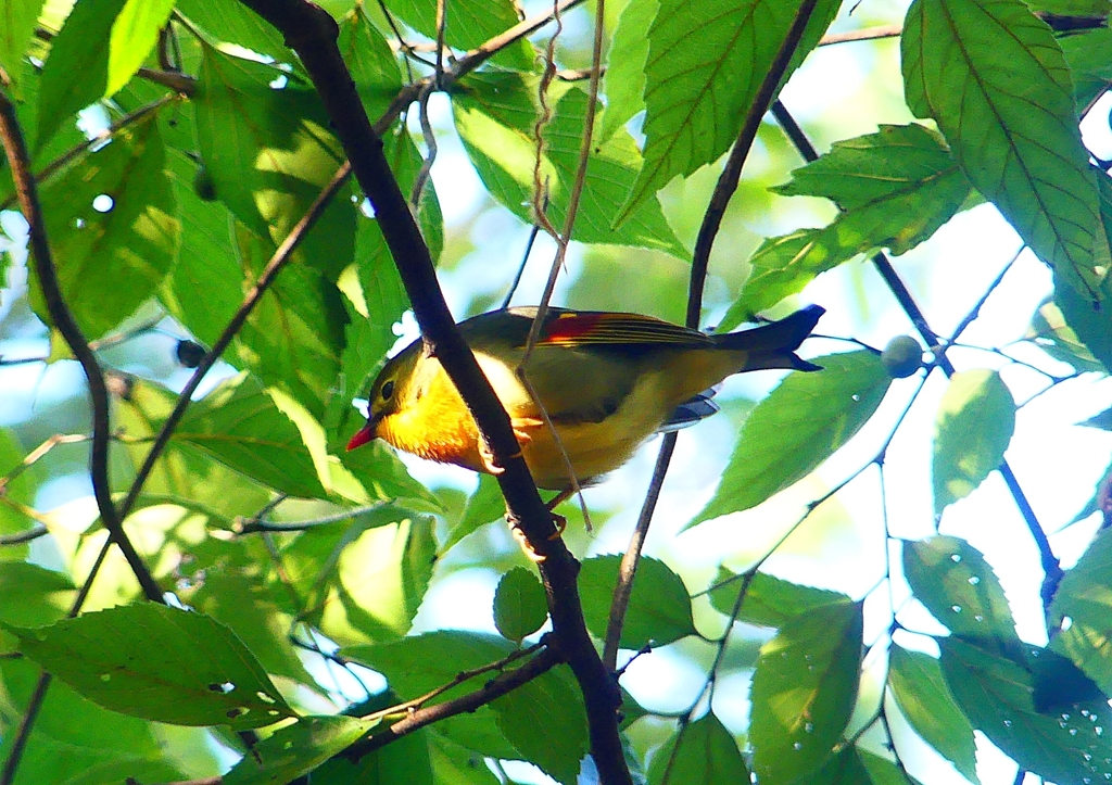 P1360852：ソウシチョウ_R