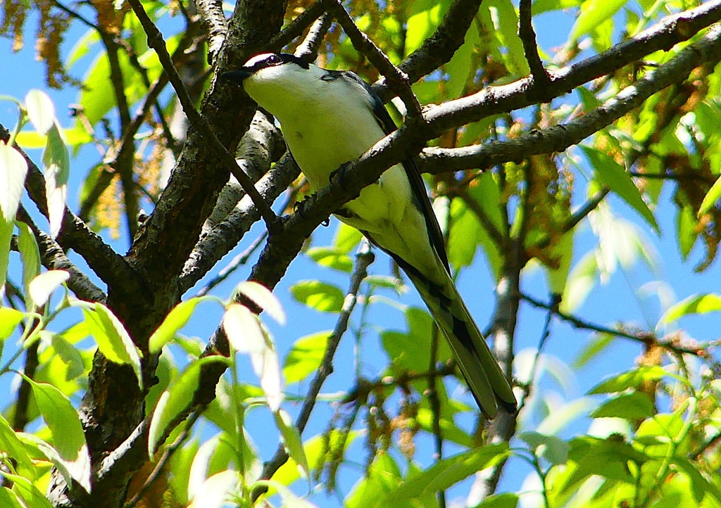 P1960150：サンショウクイ_R