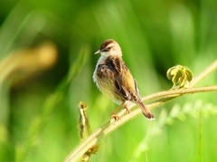 P4180415：セッカ_R