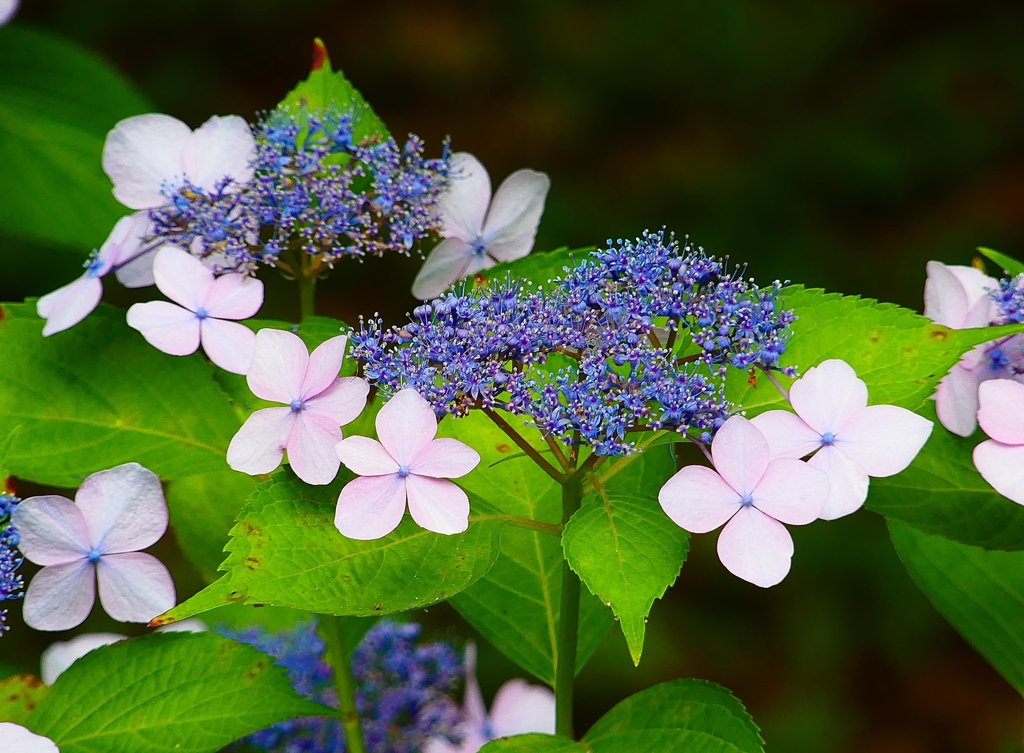 P1020585：アジサイ_R