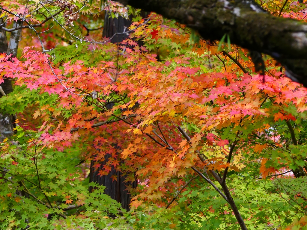 P1030582：永観堂＜京都の紅葉＞_R
