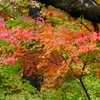 P1030582：永観堂＜京都の紅葉＞_R