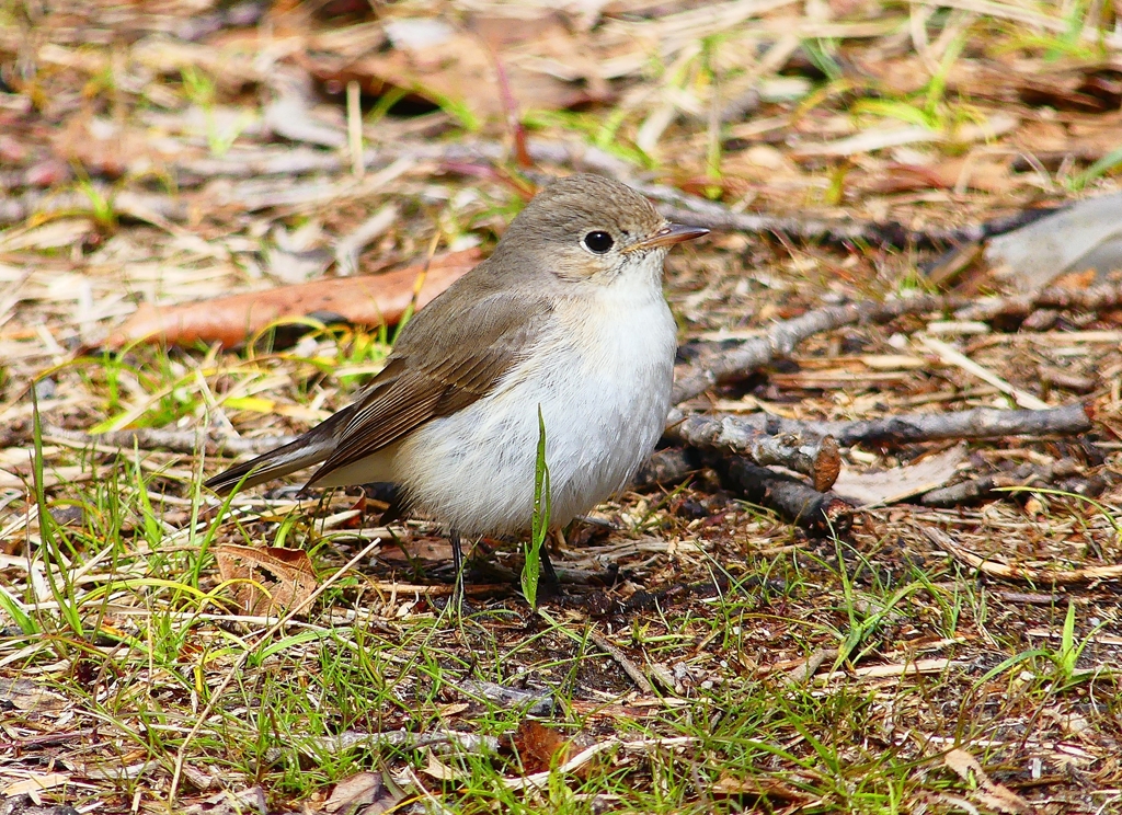 P4820823：ニシオジロビタキ_R