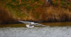 P4700809：飛ぶユリカモメ_R