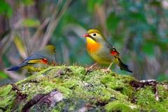 P3770032：ソウシチョウ_R