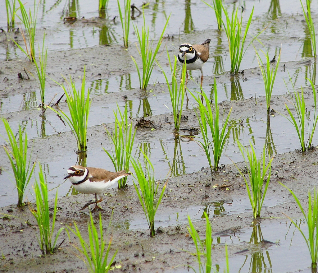 P4180111：２羽のコチドリ_R