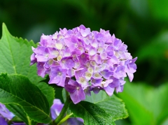 P4170846：紫陽花_R