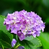 P4170846：紫陽花_R