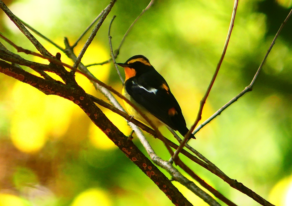 P1330045：キビタキ（オス）_R