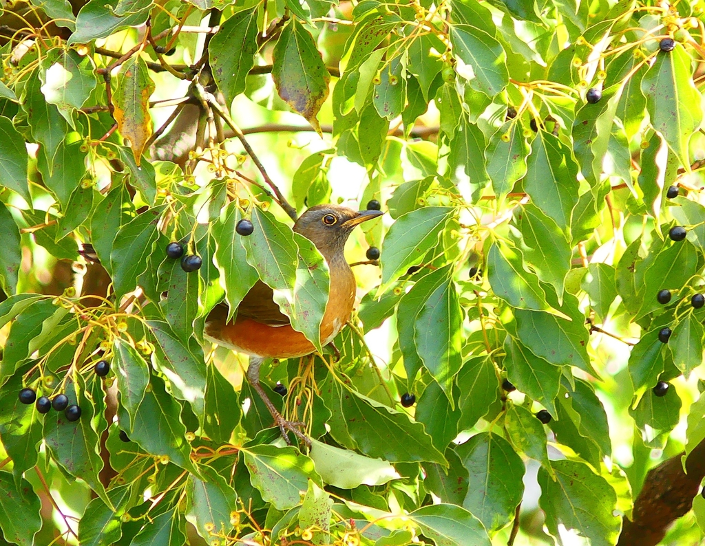 P3680510：オオアカハラ_R