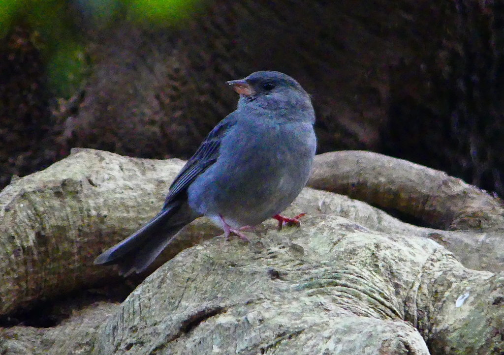 P1750463：クロジ_R