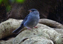 P1750463：クロジ_R