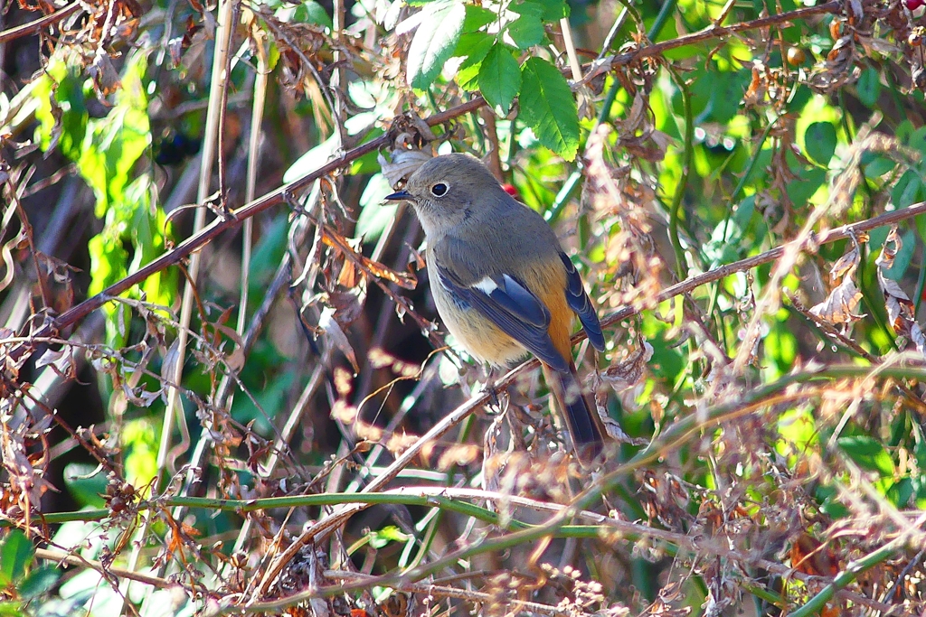 P4590594：ジョウビタキ（メス）_R