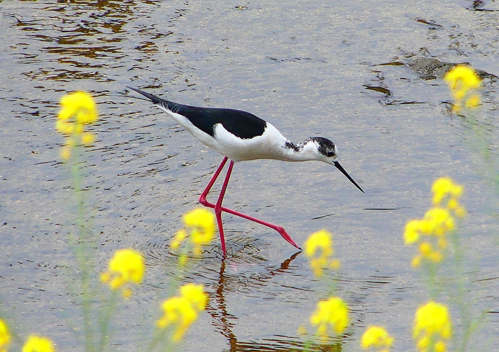 P1950257：セイタカシギ_R