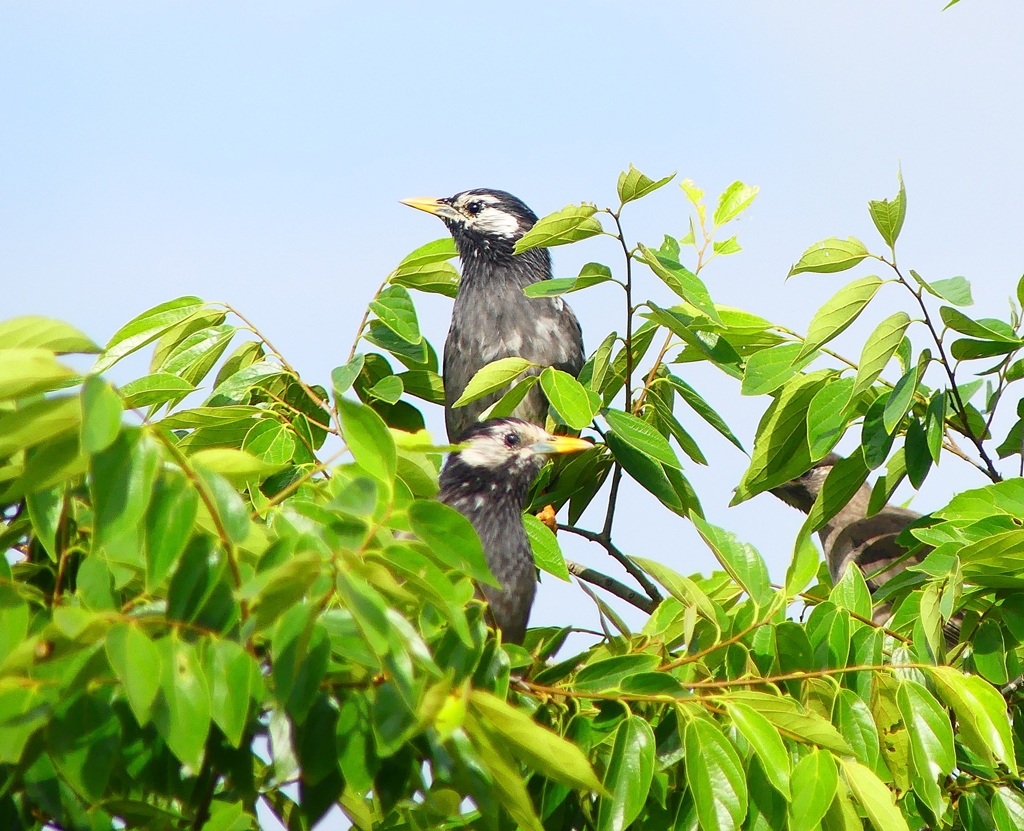 P4150518：ムクドリ_R