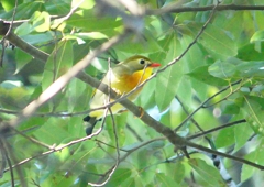 P1190331：ソウシチョウ_R