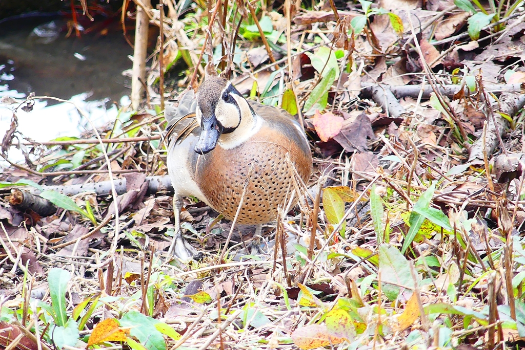 P4700224：トモエガモ（オス）_R