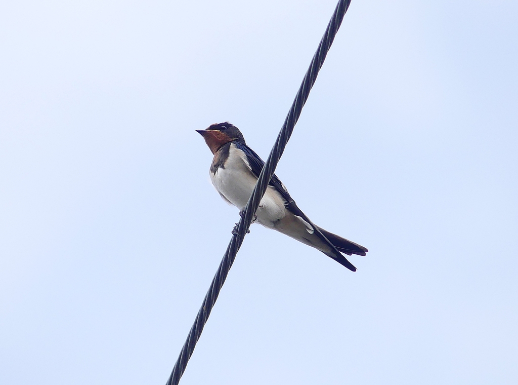 P4140082：ツバメ_R