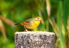 P1890059：ソウシチョウ_R