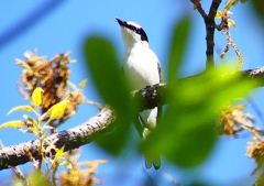P1960066：サンショウクイ_R