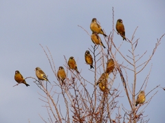 P4600174：カワラヒワ_R