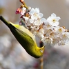 P4840510：桜にメジロ_R