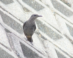P4090598：イソヒヨドリ（メス）_R