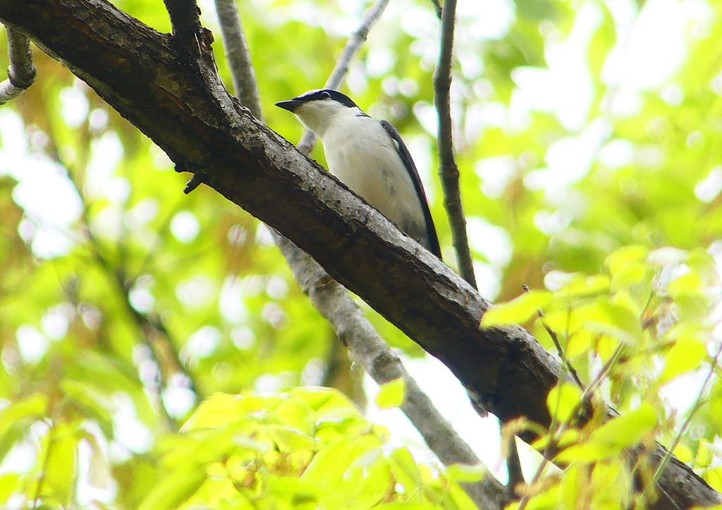 P1930876：サンショウクイ_R