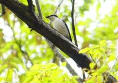 P1930876：サンショウクイ_R