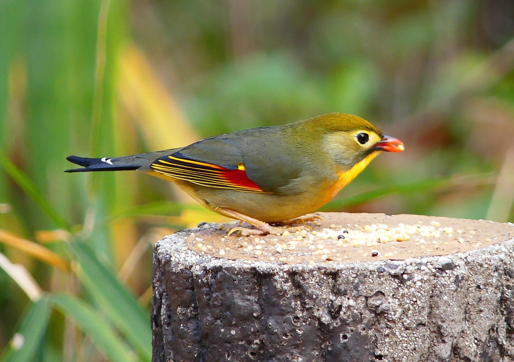 P1600220：ソウシチョウ_R