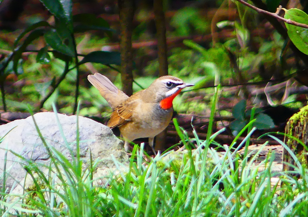 P1340513：ノゴマ（オス）_R