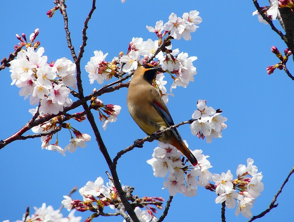 P3970339：桜にヒレンジャク_R