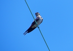 P1170375：コシアカツバメ_R