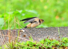 P1030647：コシアカツバメ（幼鳥）_R