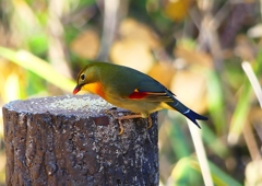 P1620439：ソウシチョウ_R