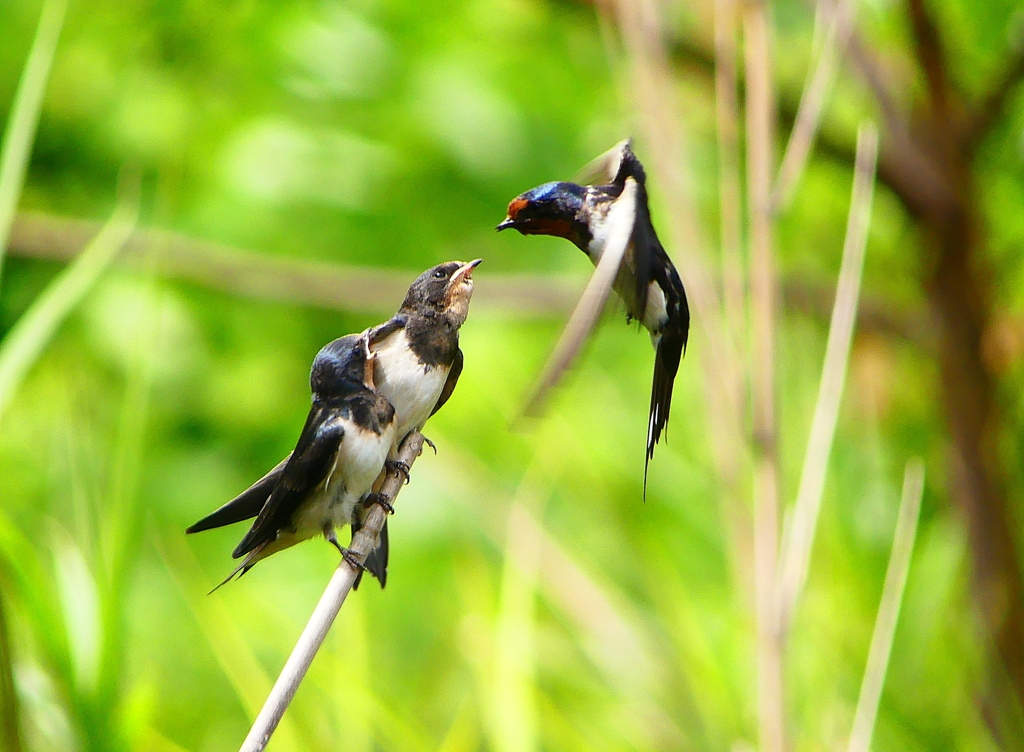P1010309：ツバメ（幼鳥）_R