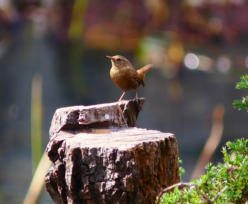 P2190656：ミソサザイ_R