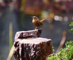 P2190656：ミソサザイ_R