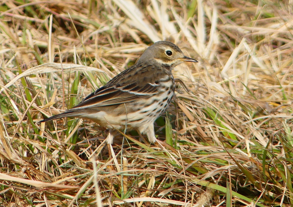 P1540473：タヒバリ_R