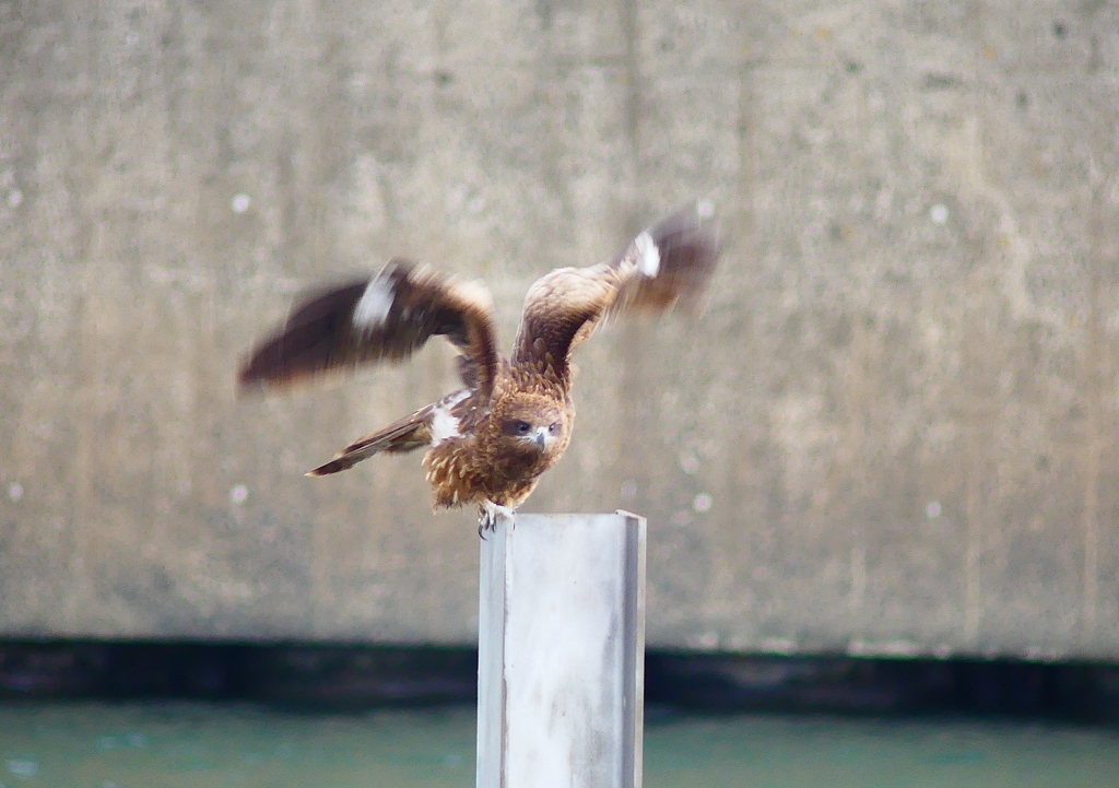 P3850738：トビ_R