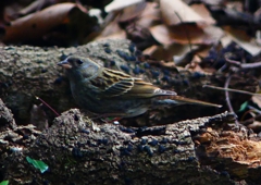 P1750398：クロジ_R